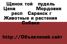 Щенок той - пудель › Цена ­ 15 000 - Мордовия респ., Саранск г. Животные и растения » Собаки   